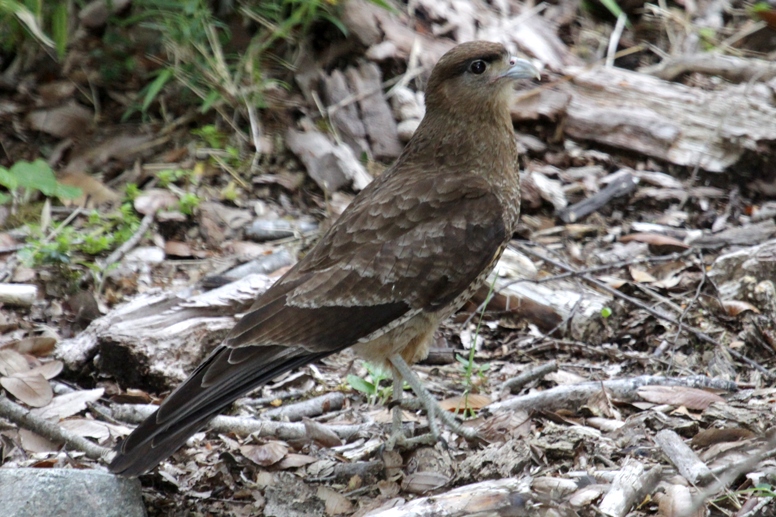 caracara